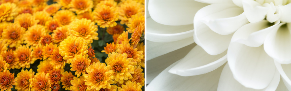 yellow and white chrysanthemums