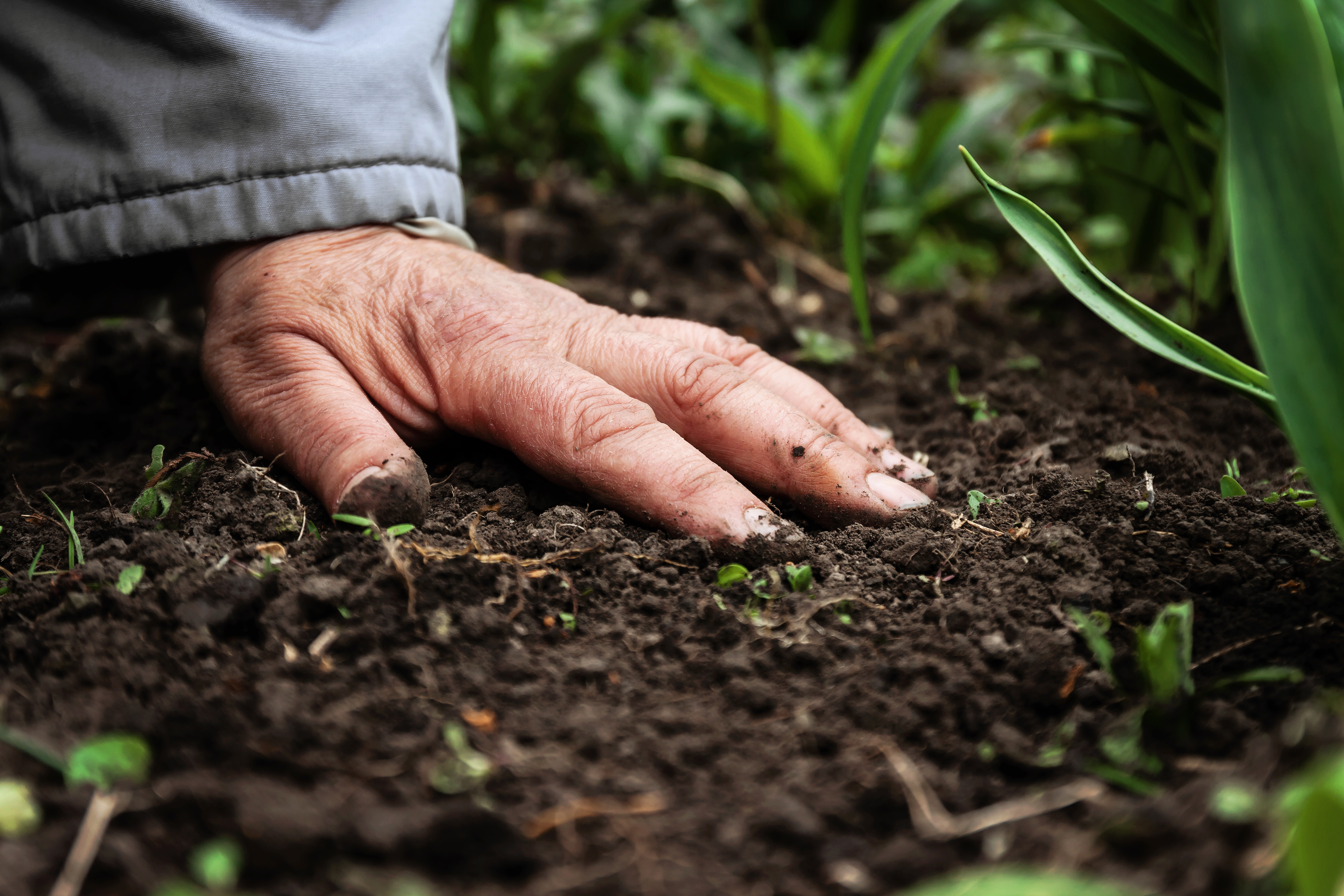 hand touching soil