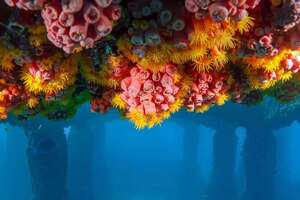 Underwater scenery at the Neptune Memorial Reef
